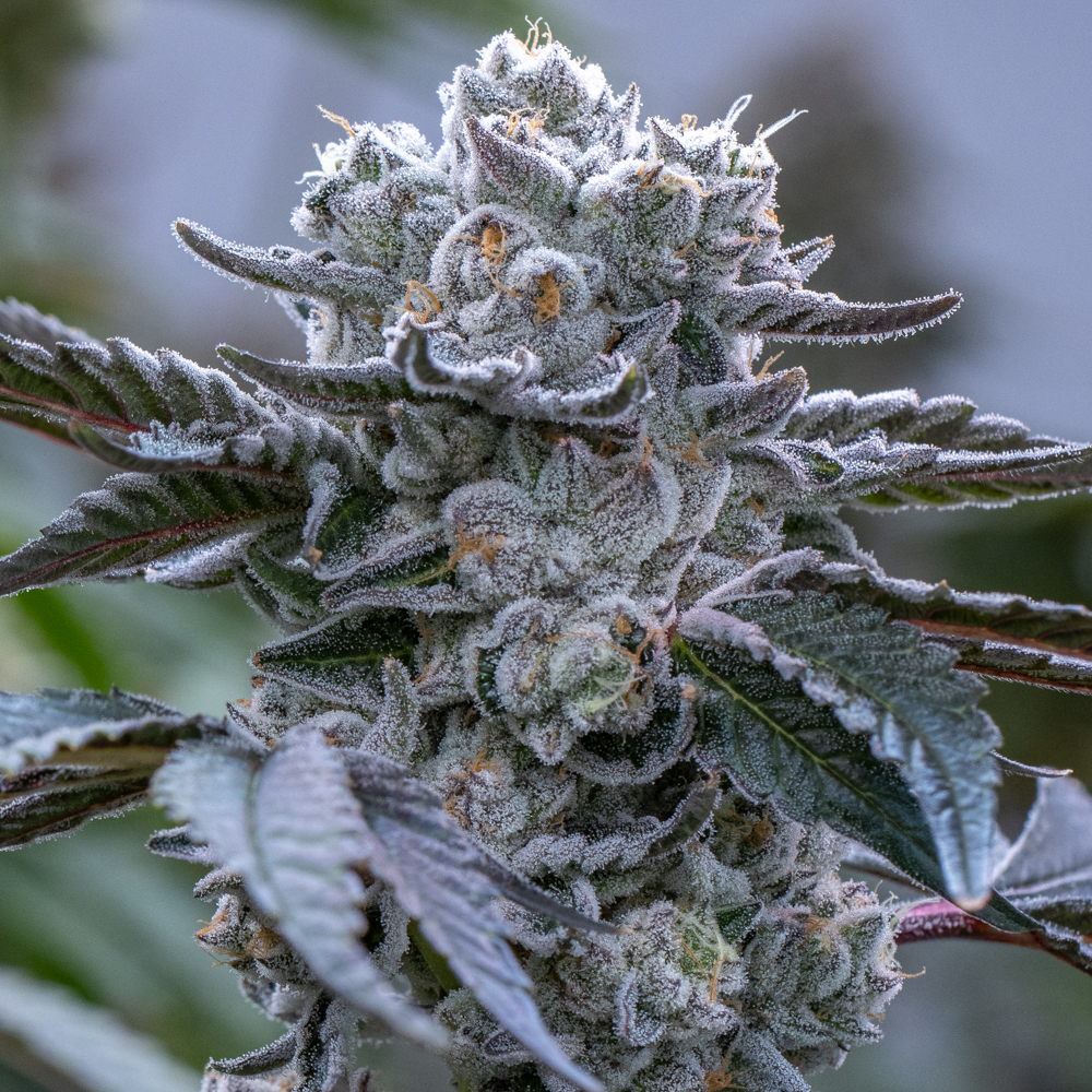 An image of Cereal Kush