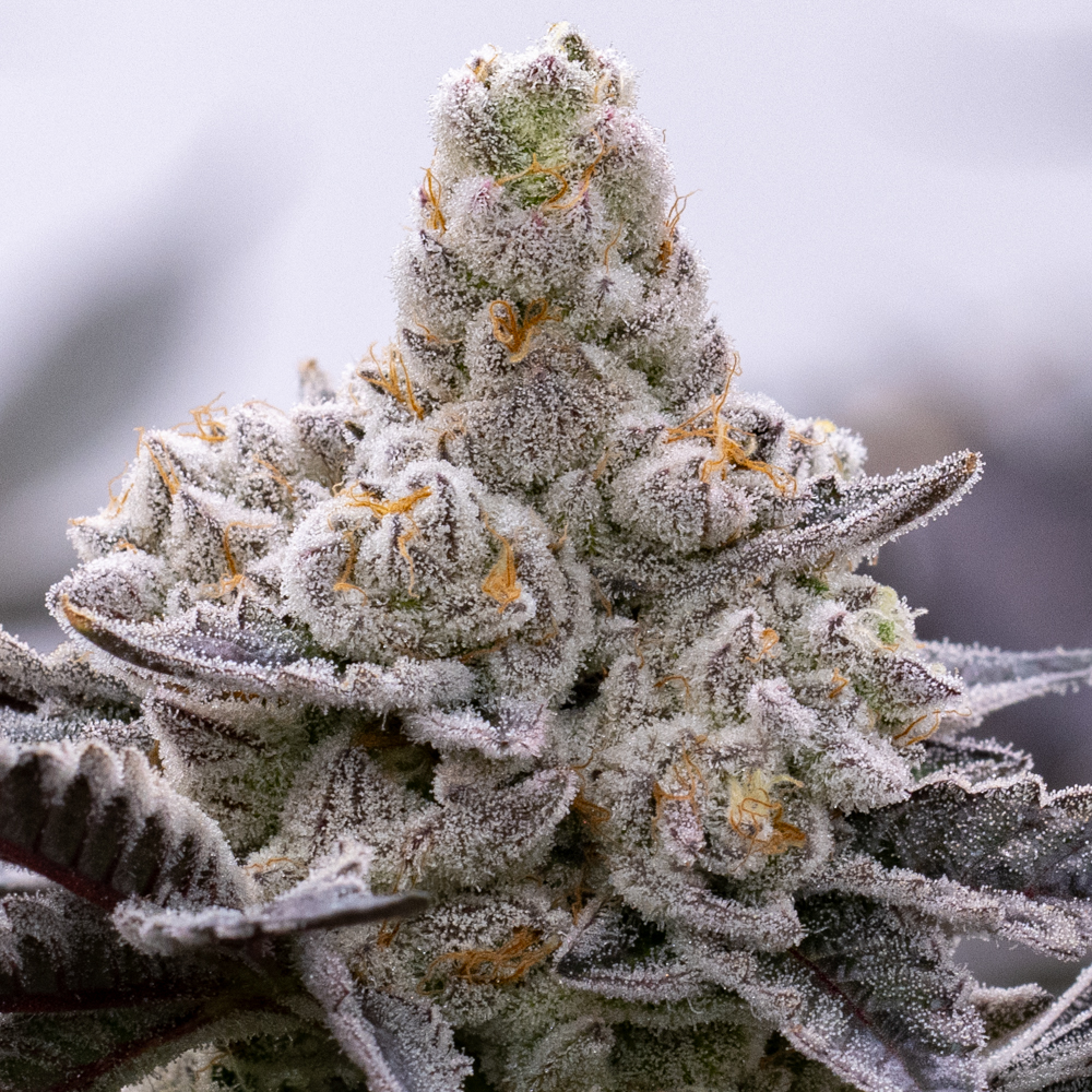 An image of Kushberry Float