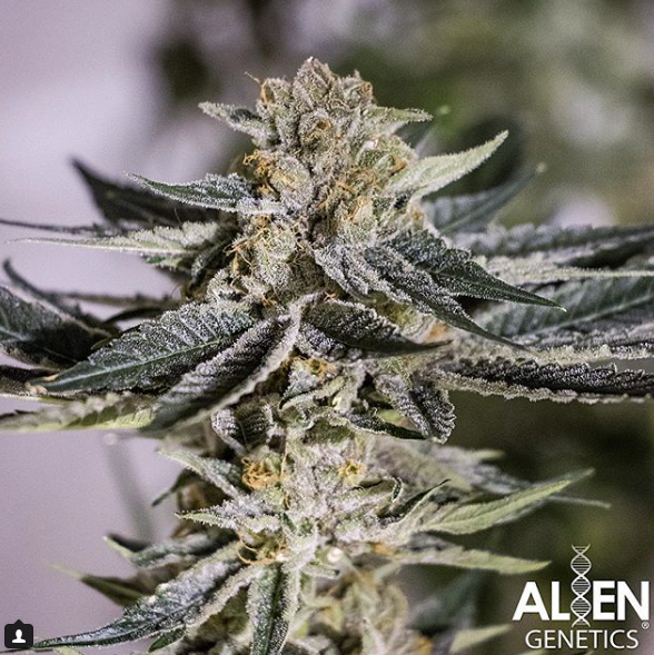 An image of Alien Apple Warp