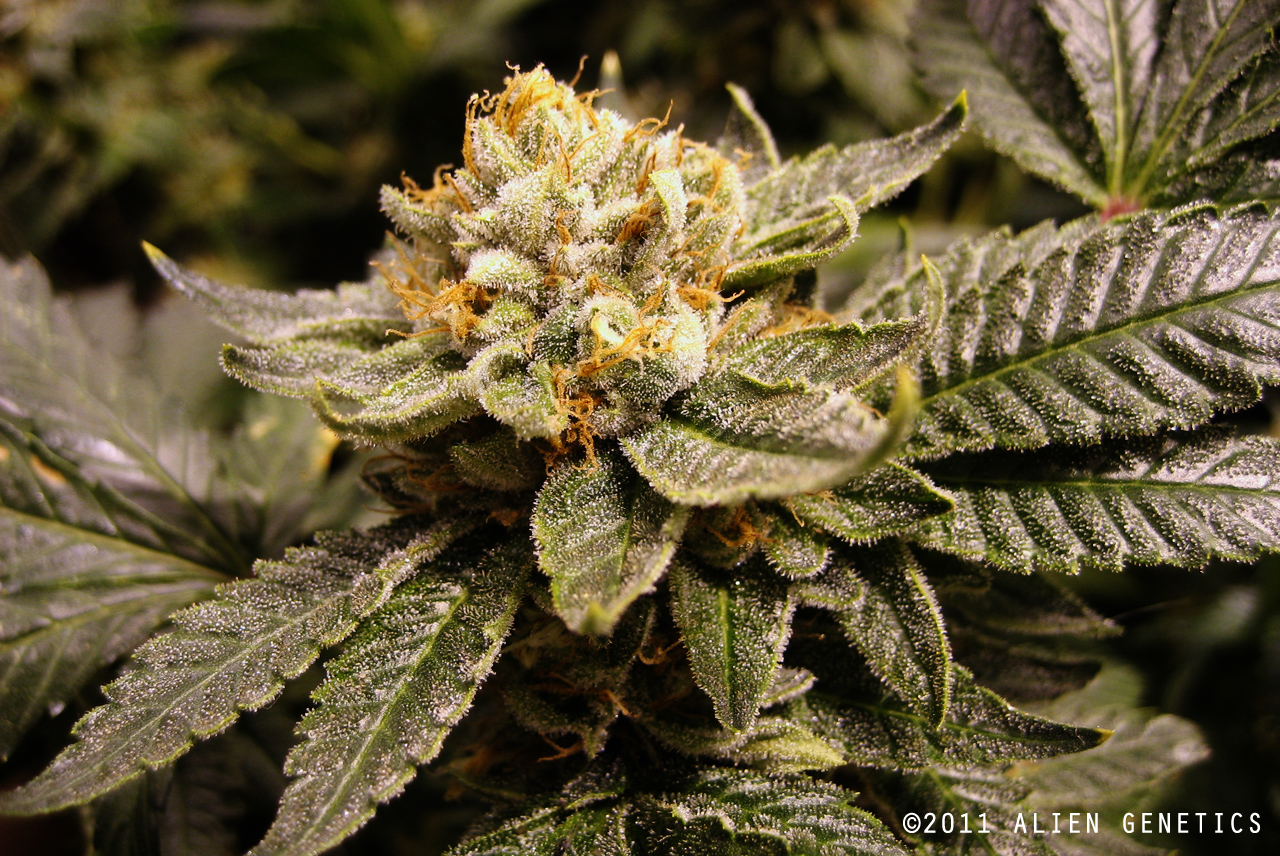 An image of Alien Napalm