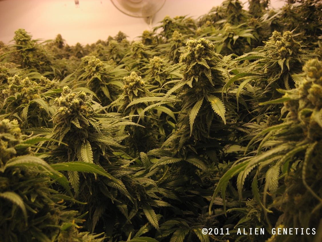 An image of Lemon Alien Dawg