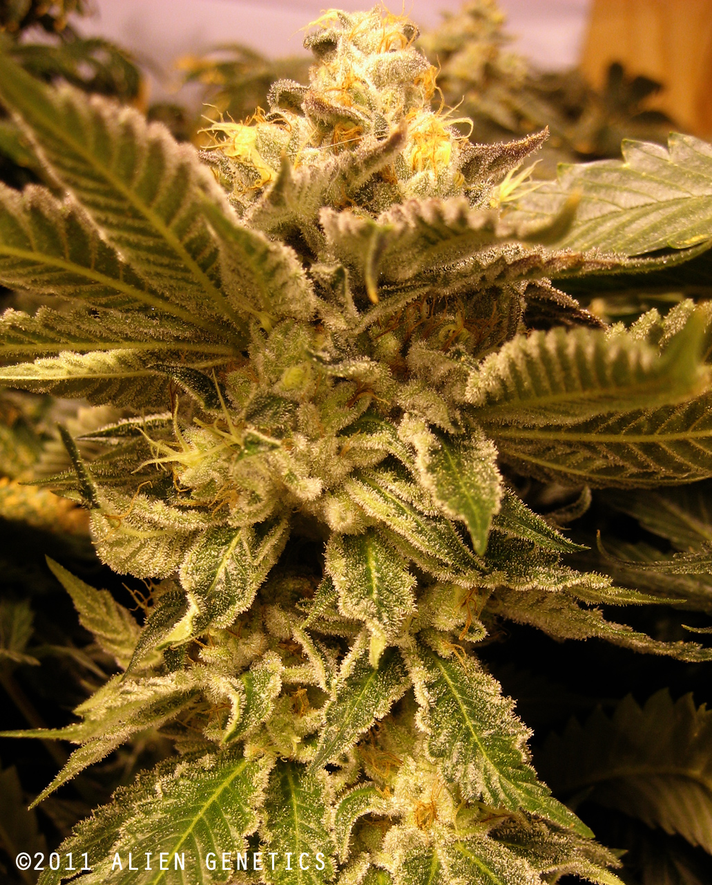 An image of Tahoe Alien Bubblegum