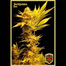 An image of Jack Golden Auto