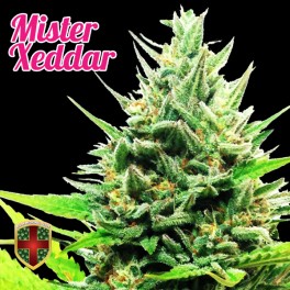 An image of Mister Xeddar