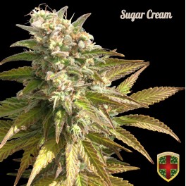An image of Sugar Cream