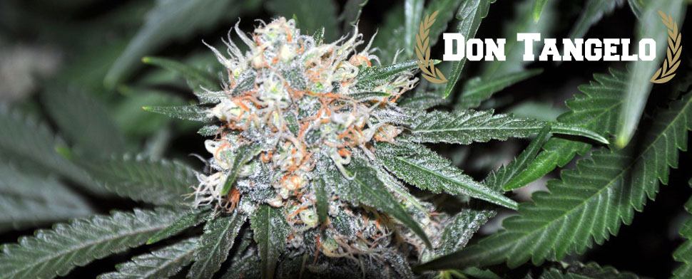 An image of Don Tangelo