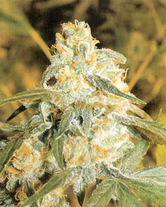 An image of Lionheart