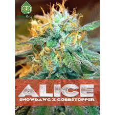 An image of Alice