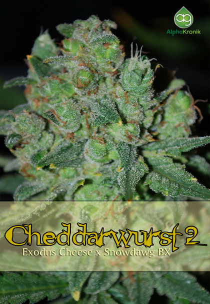 An image of Cheddarwurst 2