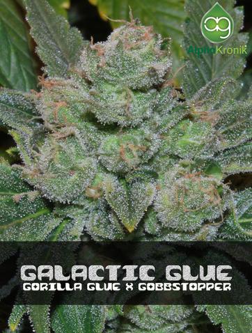 An image of Galactic Glue