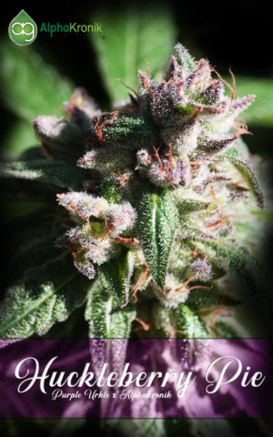 An image of Huckleberry Pie