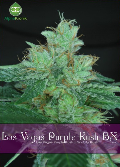An image of Las Vegas Purple Kush BX