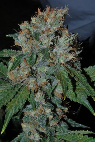 An image of Omega Dawg