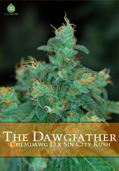 An image of The Dawgfather