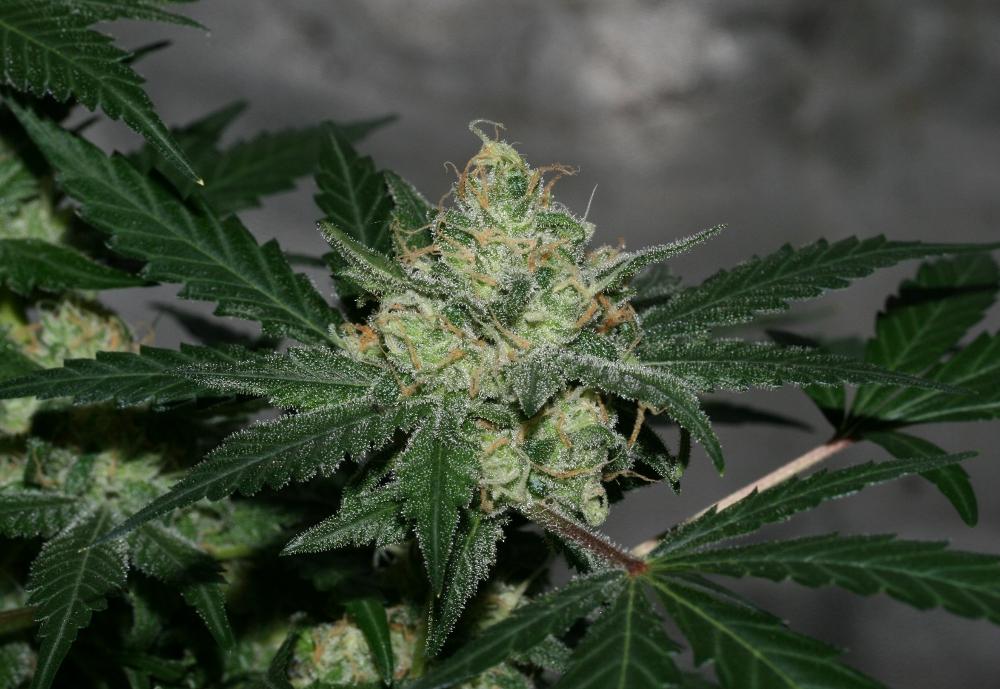 An image of Sweet Pink Grapefruit