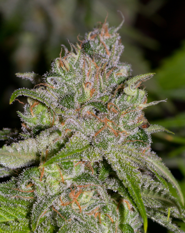 An image of Sweet Tooth 3 BX1