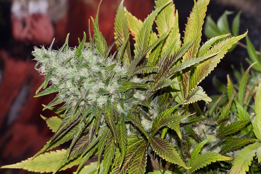 An image of Sweet Tooth 3 BX2