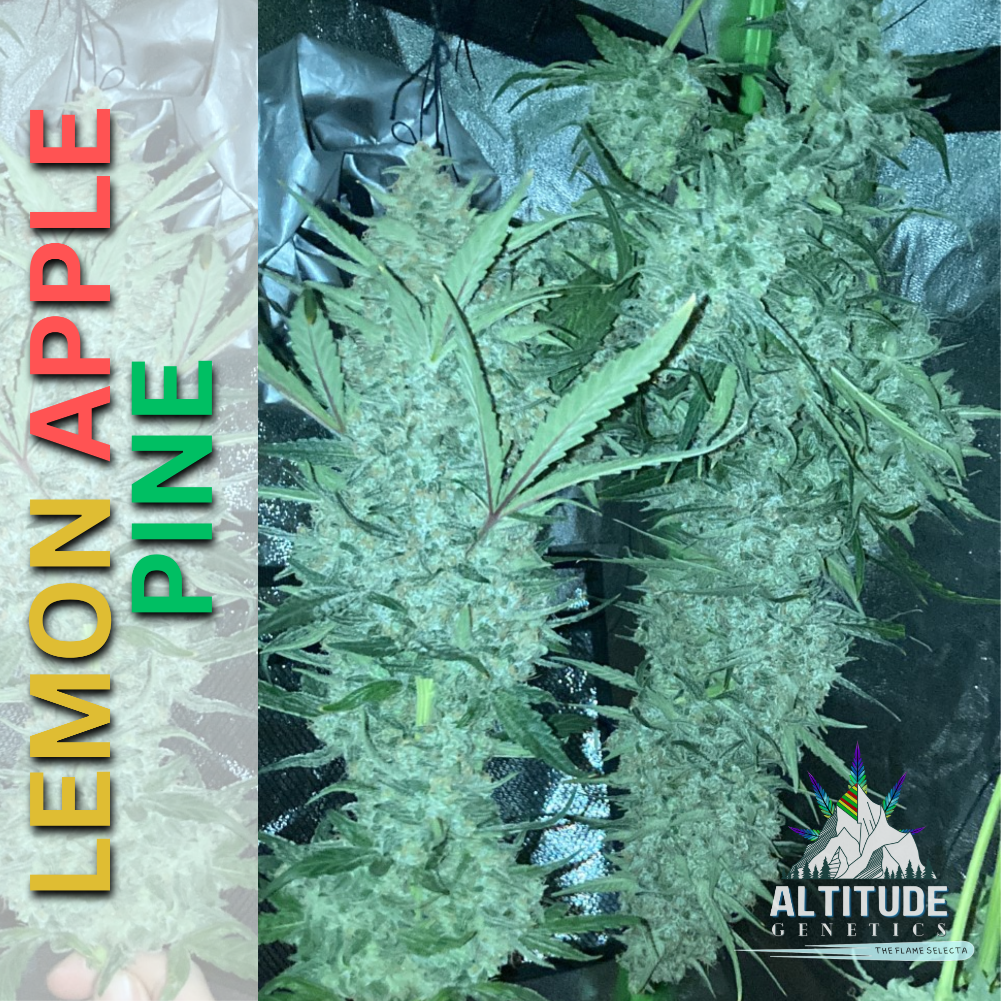 An image of Lemon Apple Pine