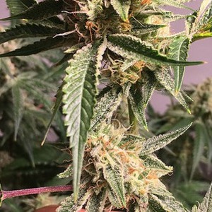 An image of Fire OG x Wookies