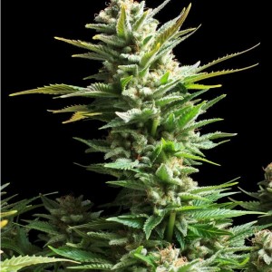 An image of Amnesia Haze