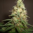An image of Easy Bud