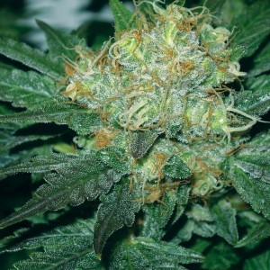An image of Tugy D / Diesel