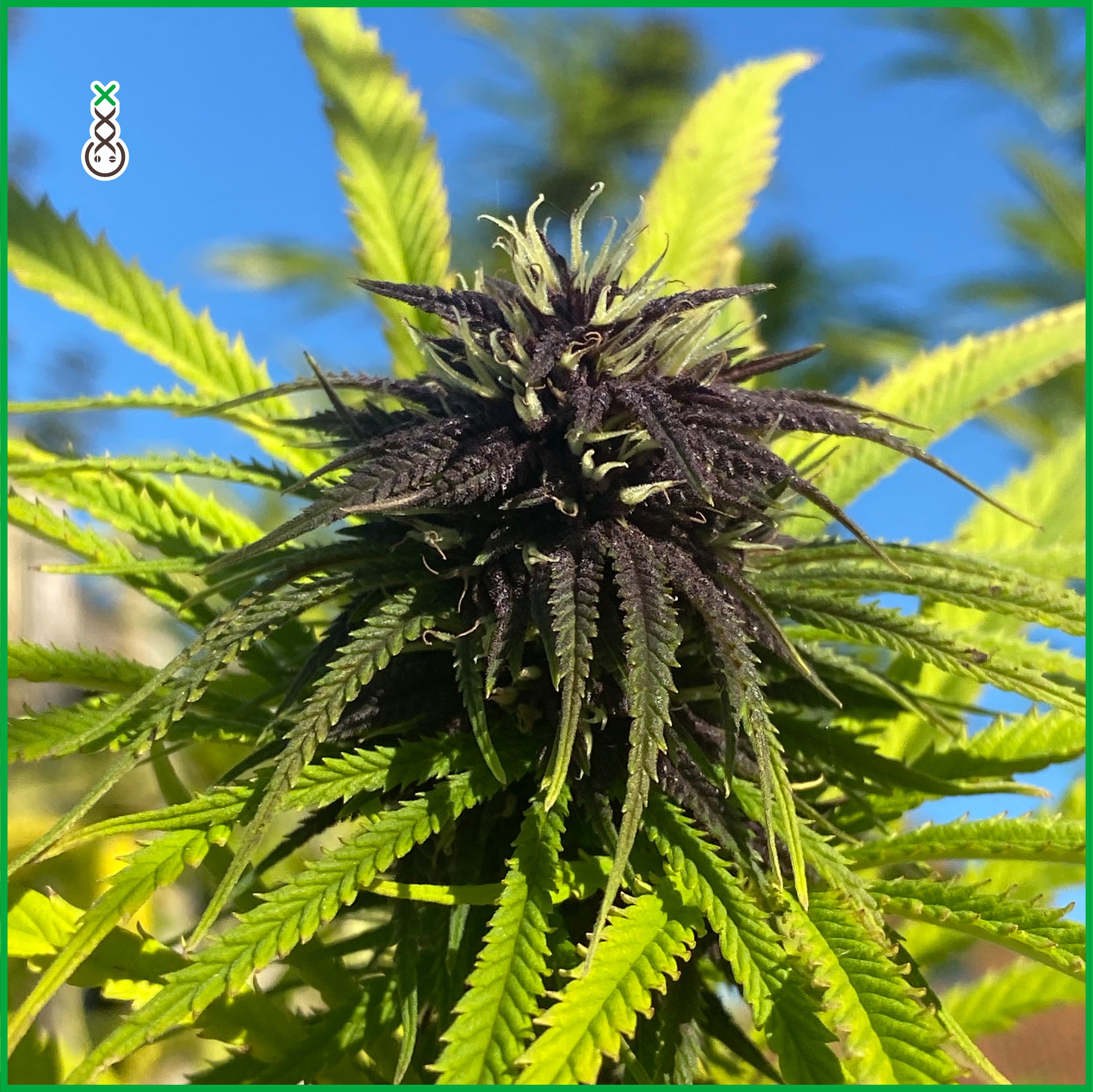 An image of Blue Monkey CBD