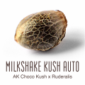 An image of Milkshake Kush Autoflower
