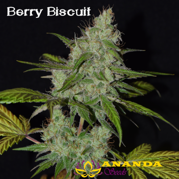 An image of Berry Biscuit