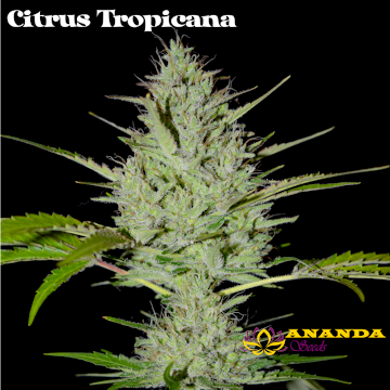 An image of Citrus Tropicana
