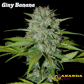An image of Giny Banana