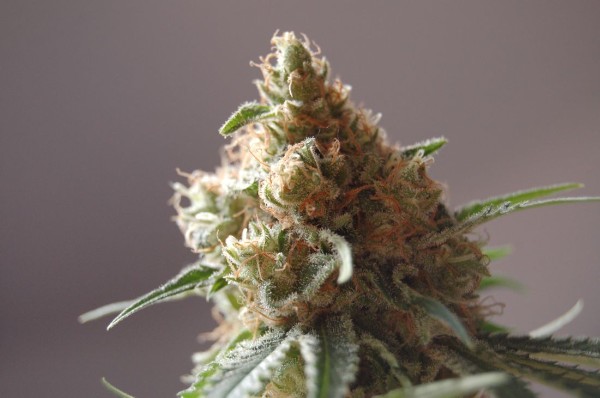 An image of Guatemala Pot