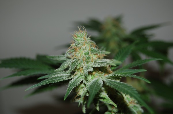 An image of UP Kush