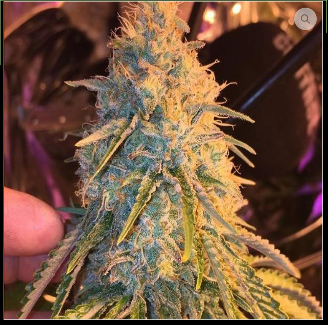An image of Berry Cherry Glue