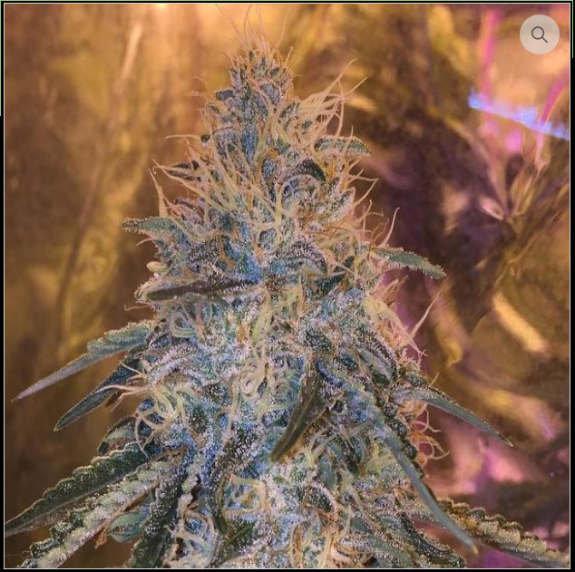 An image of Cherry Glue Head