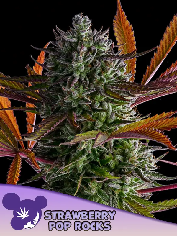 An image of Strawberry Pop Rocks