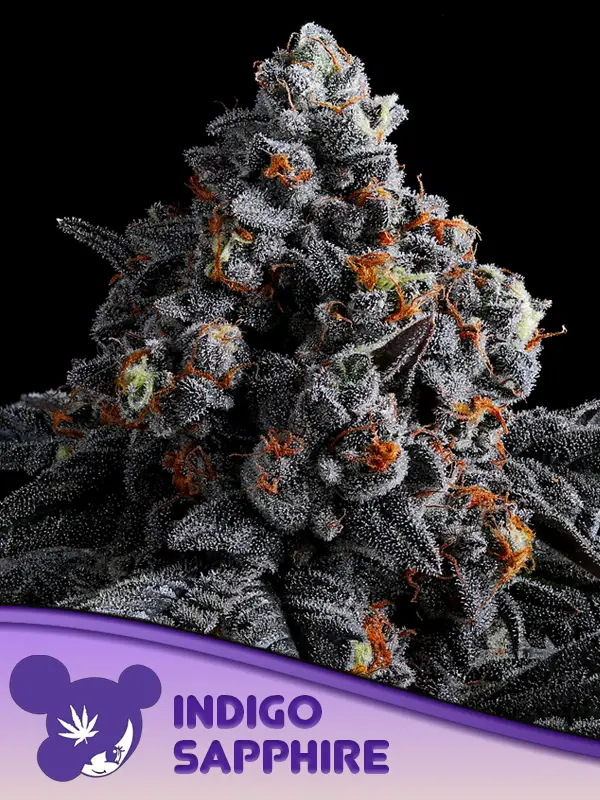 An image of Indigo Sapphire