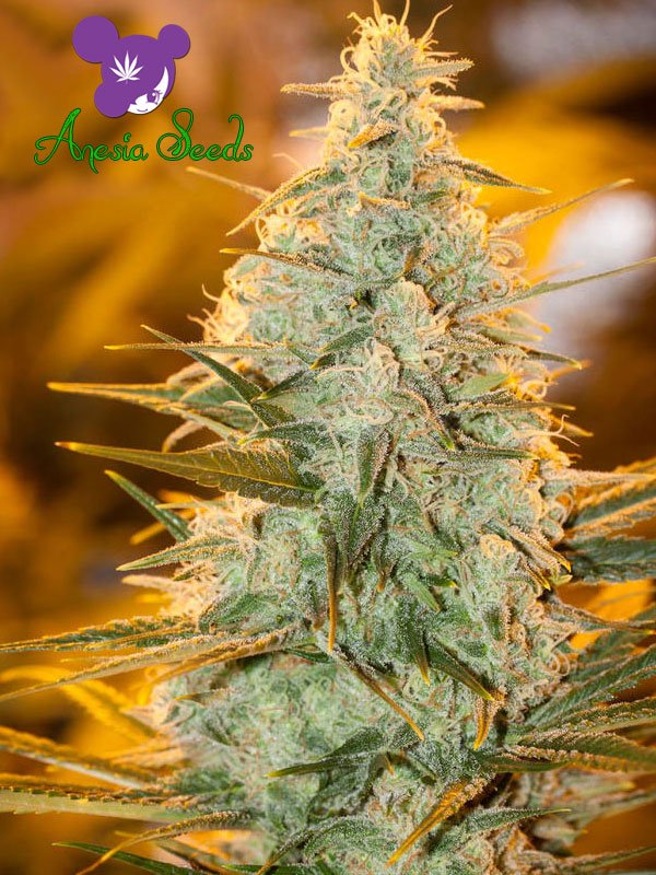 An image of Amnesia Flash