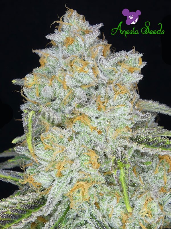 An image of Amnesia Flash Auto