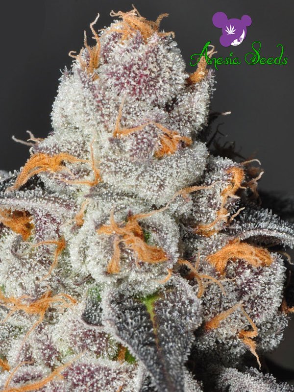 An image of Anesia Scout Cookies