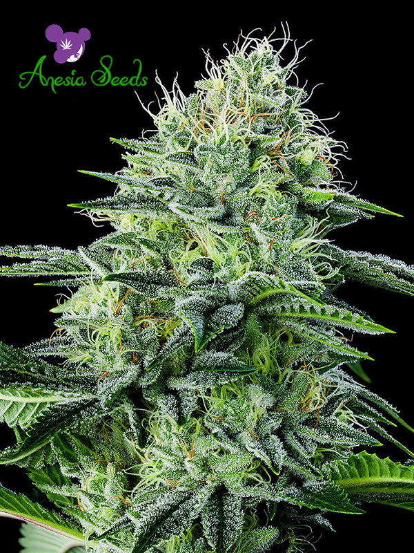 An image of Auto Strawberry Banana