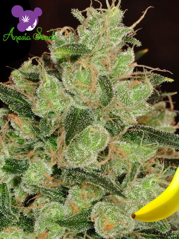 An image of Banana Kush