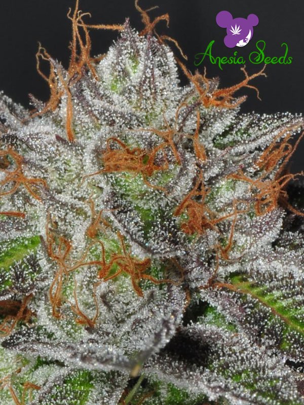 An image of Bruce Banner #3