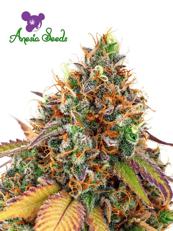 Cherry Kiss Anesia Seeds Bild