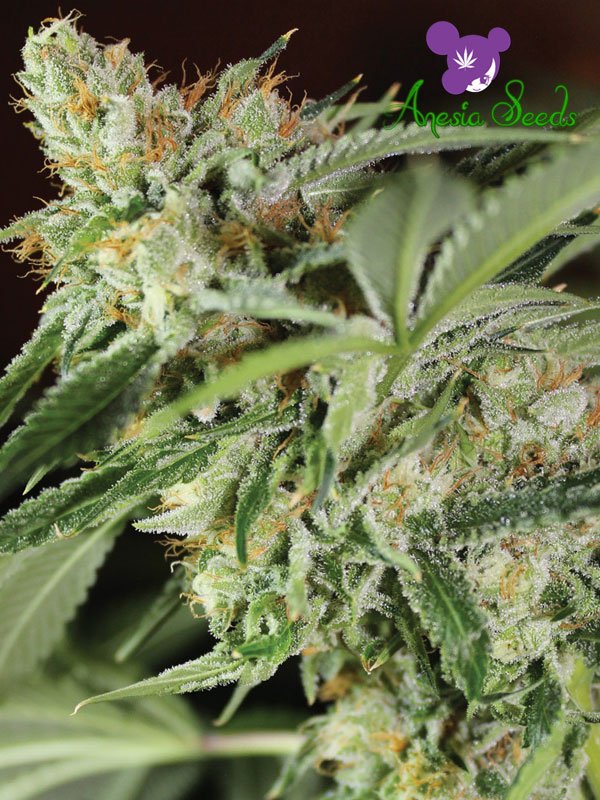 An image of Ghost Train Haze #1