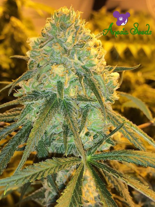 An image of Hawaiiana