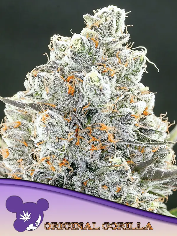 An image of Original Gorilla #4
