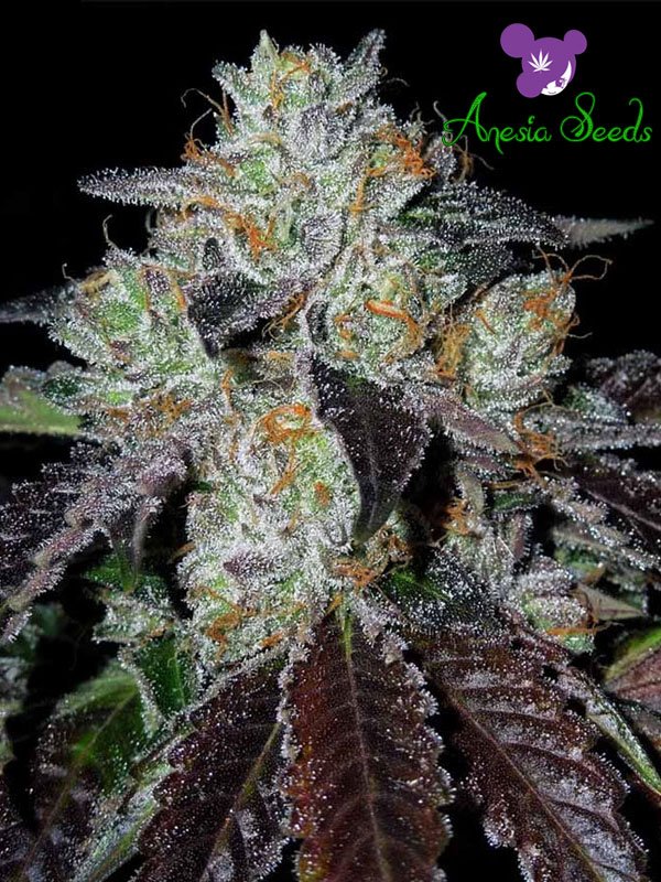 An image of Purple Domina