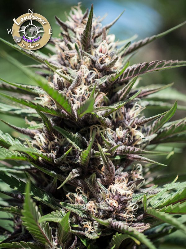 An image of Purple Thai