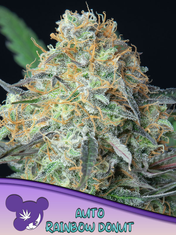An image of Rainbow Donut Auto